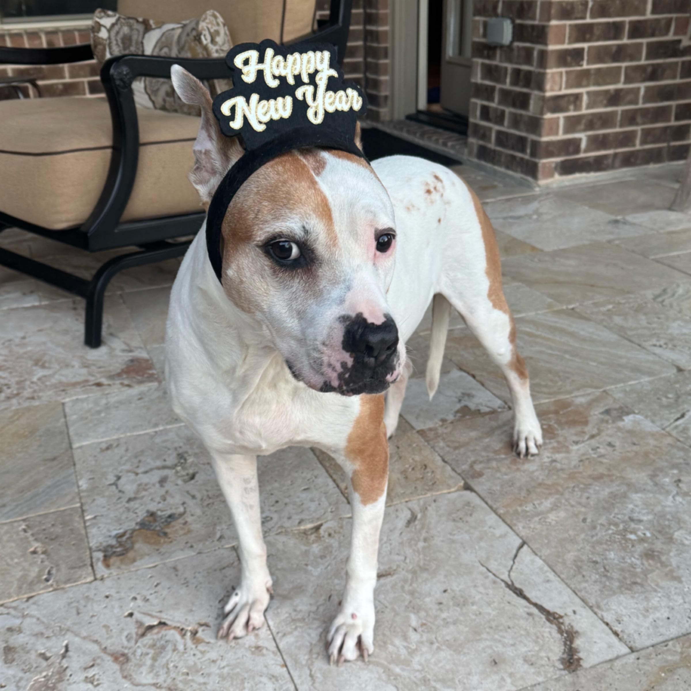 Petey, a Adoptable mixed breed in Kingwood, TX image 5/6