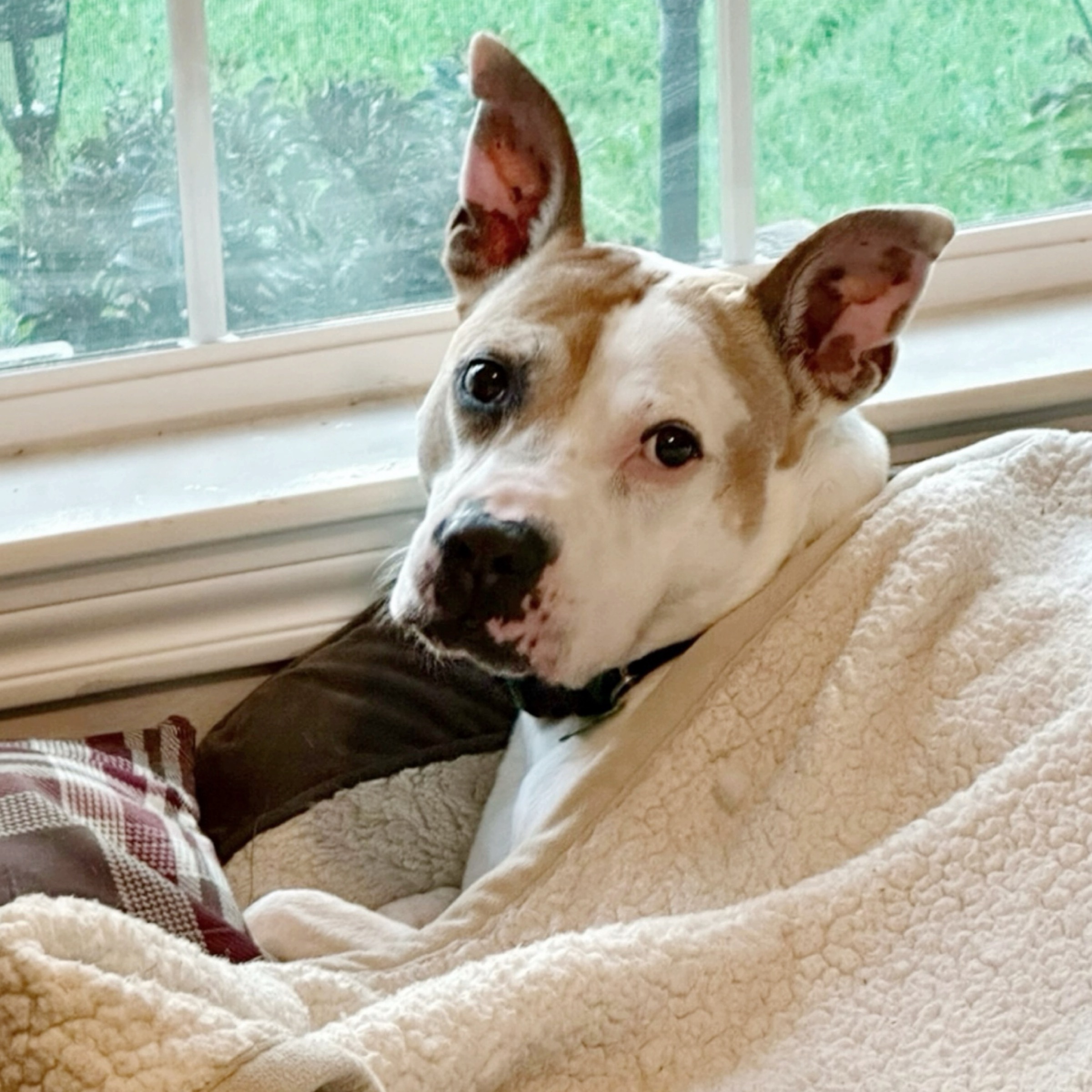 Petey, a Adoptable mixed breed in Kingwood, TX image 1/6