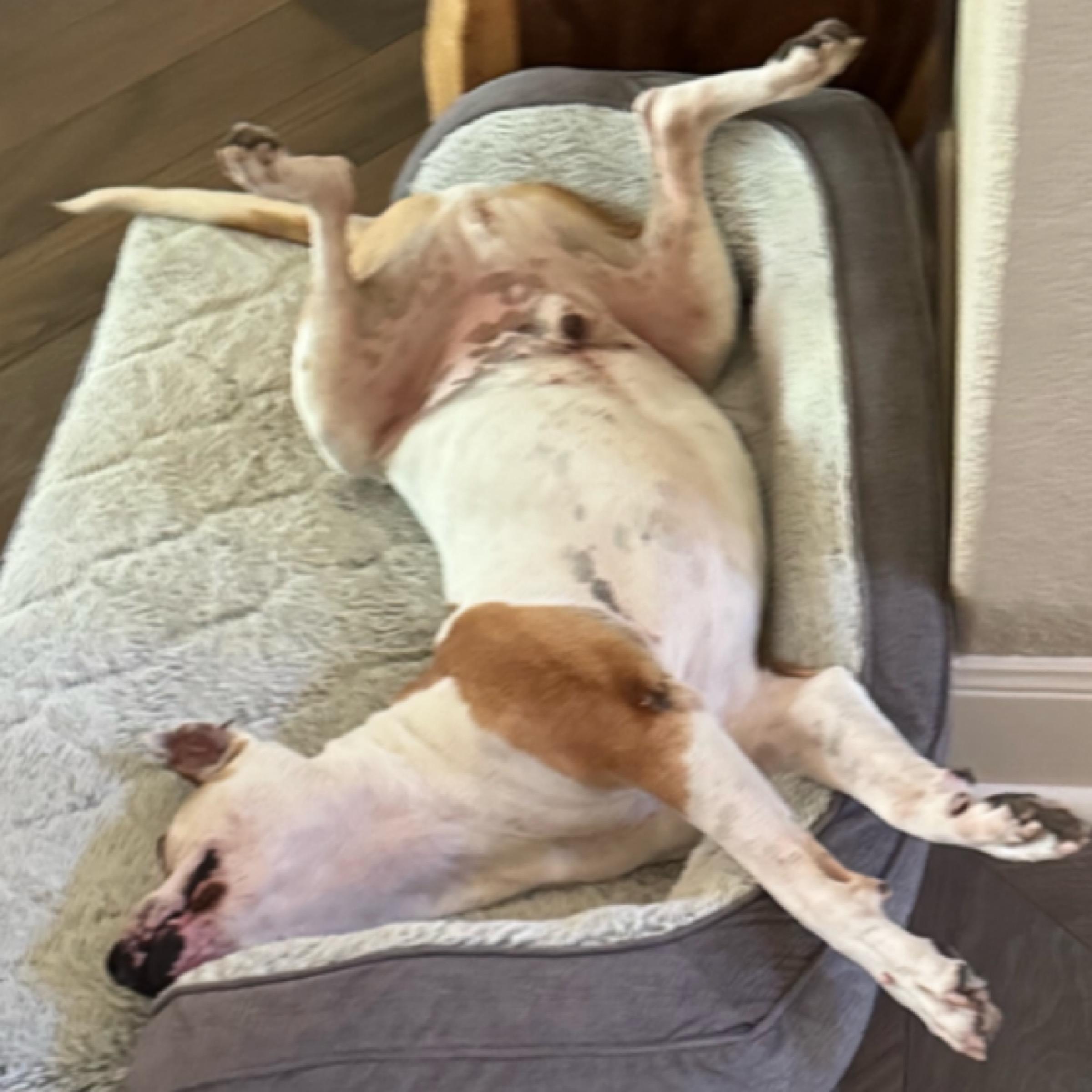 Petey, an adoptable American Bulldog, Boxer in Kingwood, TX, 77325 | Photo Image 5