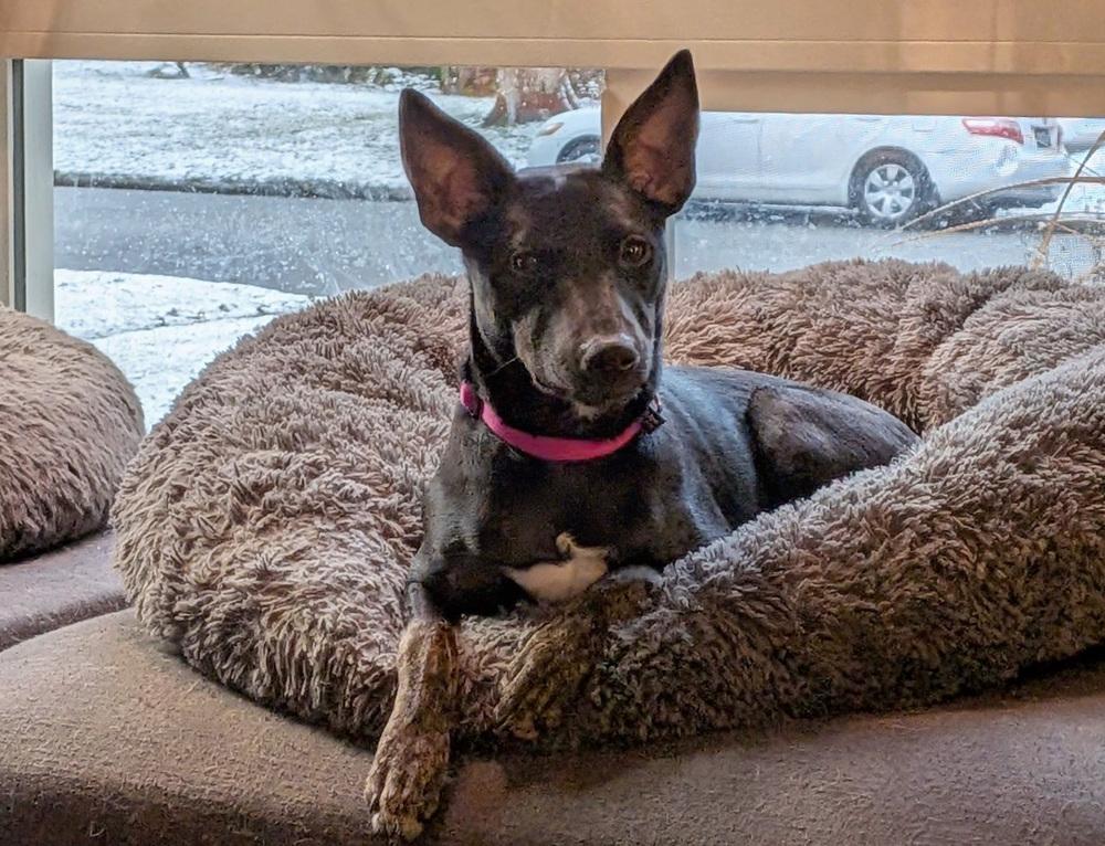 Motley Crue, Adoptable, Puppy Female Miniature Pinscher.