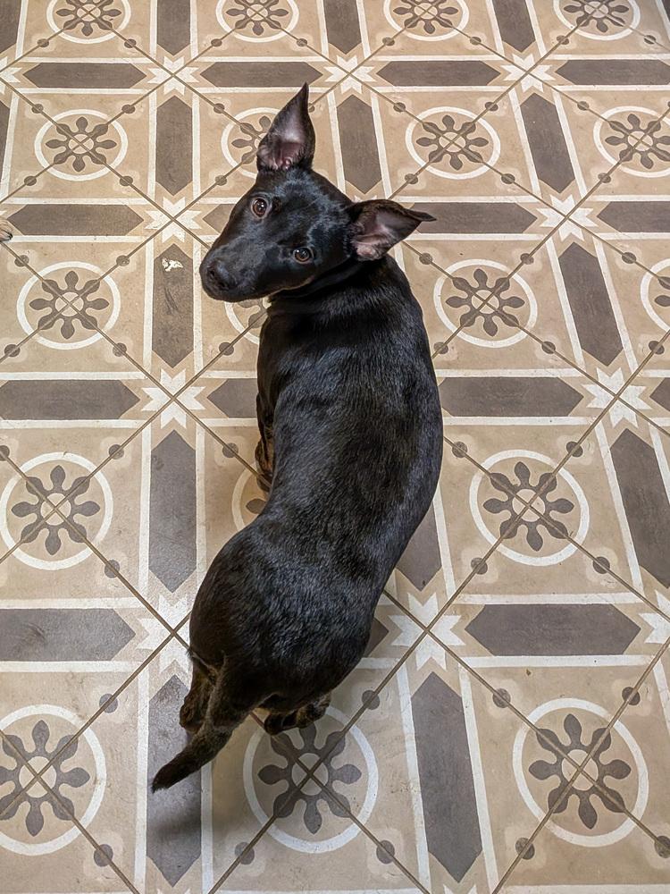 Enlarge Motley Crue, a Adoptable mixed breed in Spokane, WA image 3/6