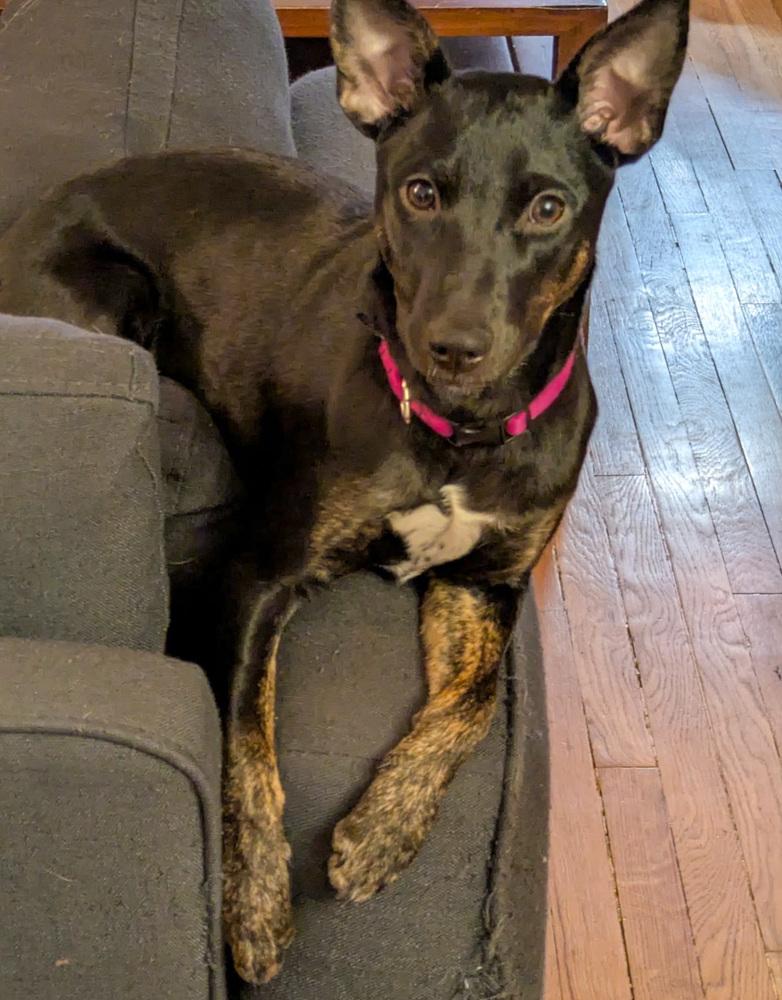 Enlarge Motley Crue, a Adoptable mixed breed in Spokane, WA image 4/6