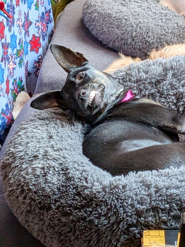 Enlarge Motley Crue, a Adoptable mixed breed in Spokane, WA image 5/6