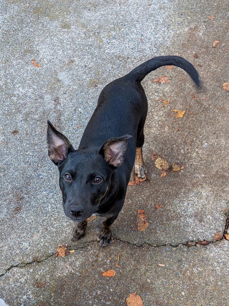 Enlarge Motley Crue, a Adoptable mixed breed in Spokane, WA image 2/6