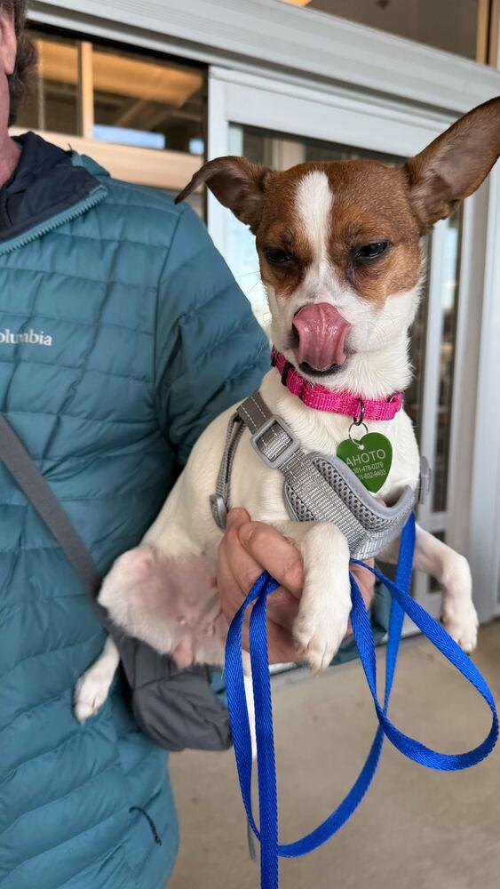 Nymble, Adoptable, Adult Female Chihuahua.