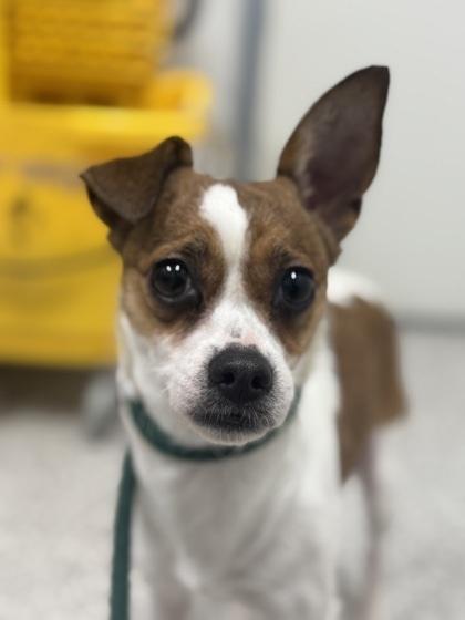 Nymble, a Adoptable mixed breed in Silver Spring, MD image 2/6