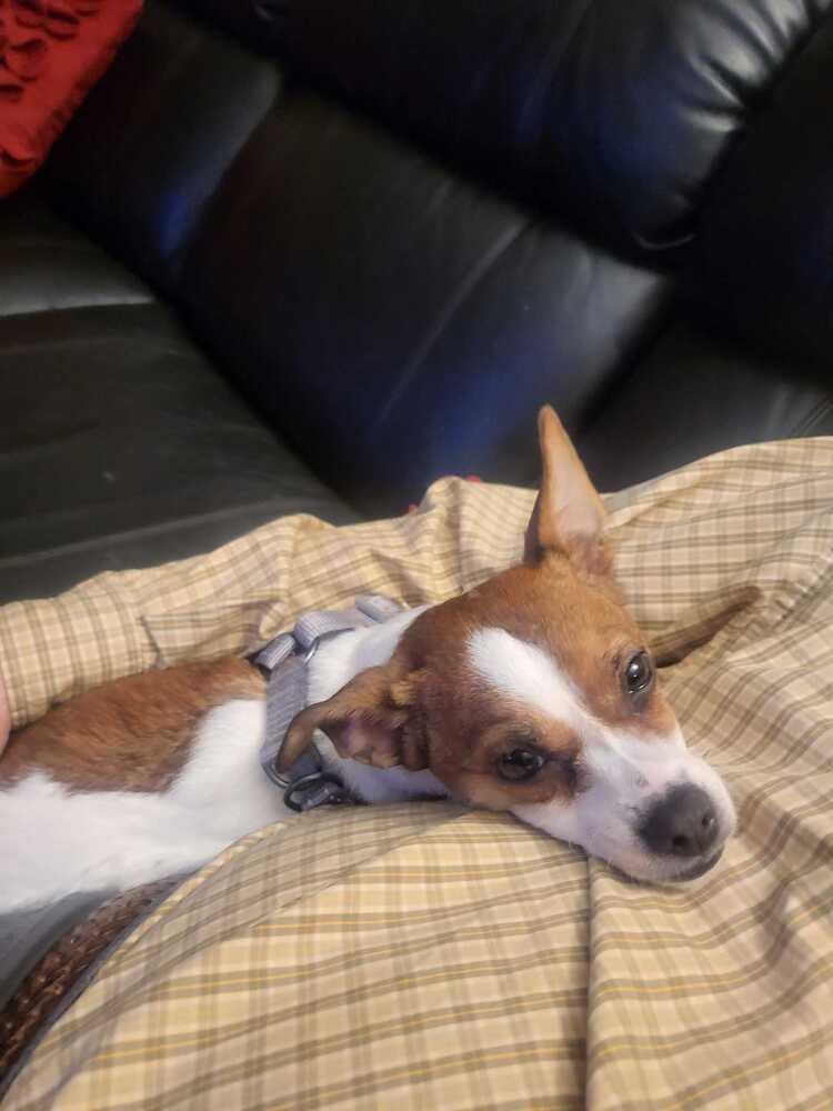 Nymble, a Adoptable mixed breed in Silver Spring, MD image 5/6