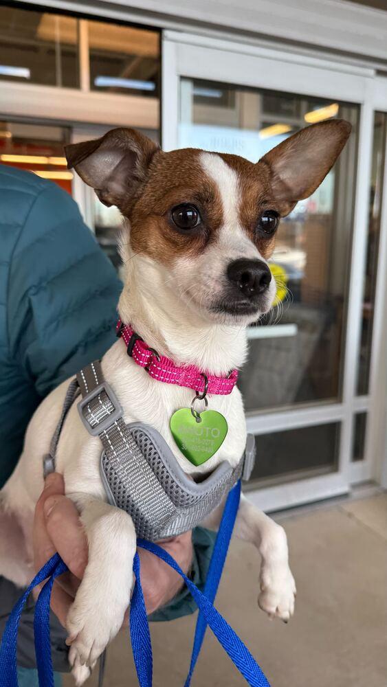 Nymble, a Adoptable mixed breed in Silver Spring, MD image 6/6