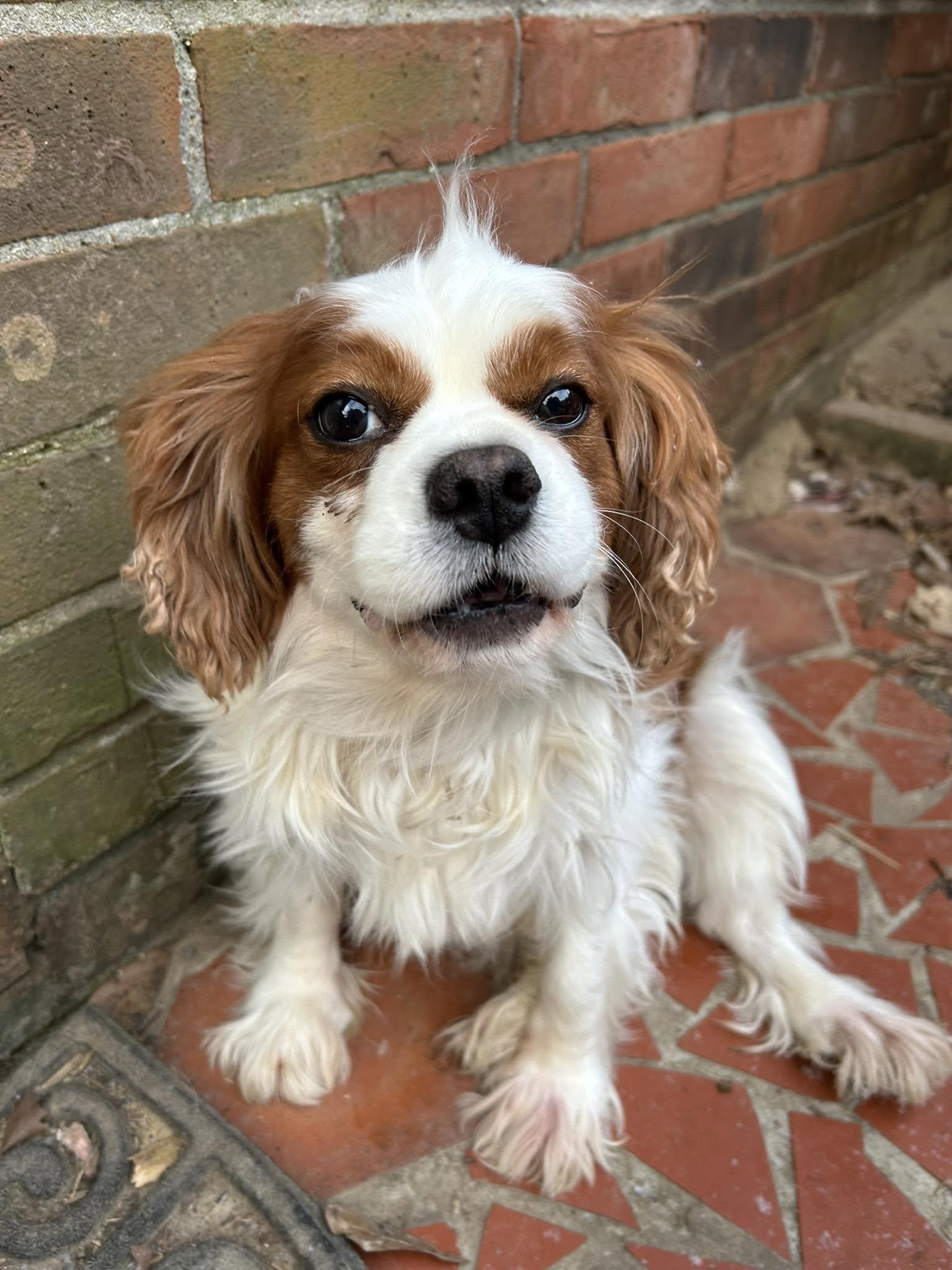 Enlarge Peter, a ADOPTABLE Cavalier King Charles Spaniel in Anniston, AL image 1/1