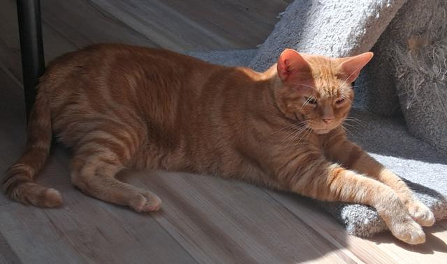 Enlarge Cheddar, a ADOPTABLE Domestic Short Hair in Courtenay, BC image 3/5
