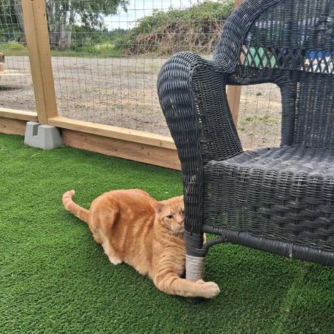 Enlarge Cheddar, a ADOPTABLE Domestic Short Hair in Courtenay, BC image 2/5