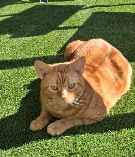 Cheddar, ADOPTABLE, Adult Male Domestic Short Hair.