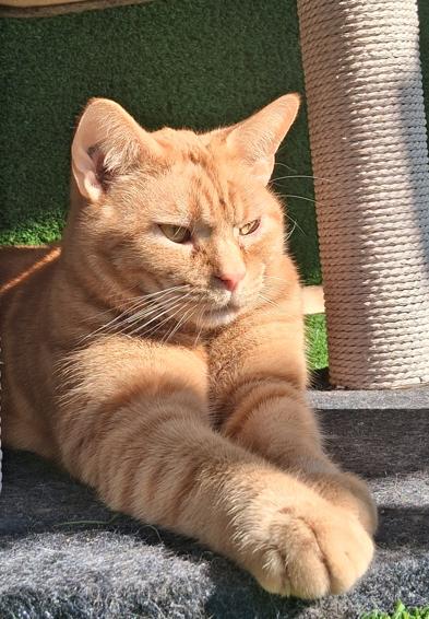 Enlarge Cheddar, a ADOPTABLE Domestic Short Hair in Courtenay, BC image 5/5
