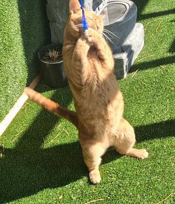 Enlarge Cheddar, a ADOPTABLE Domestic Short Hair in Courtenay, BC image 4/5