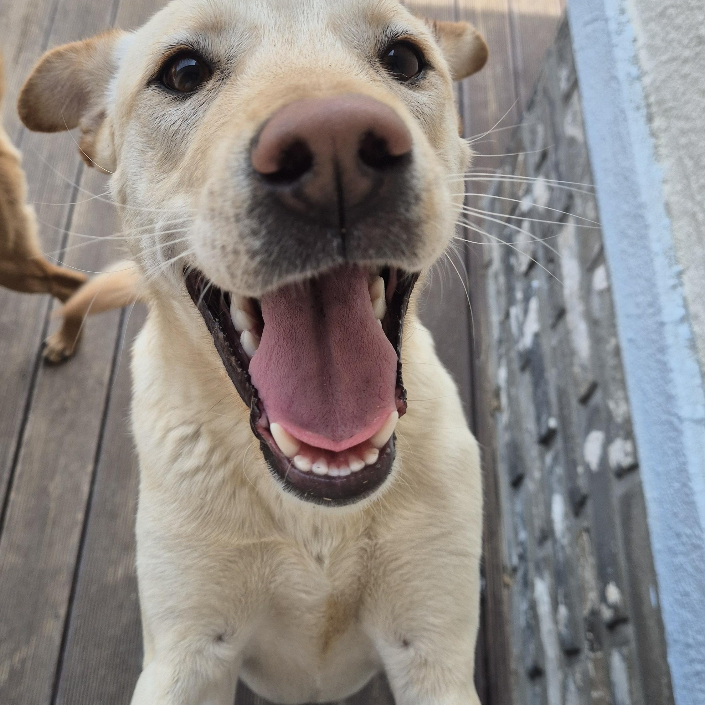 MARIO, a Adoptable mixed breed in Duluth, GA image 5/6
