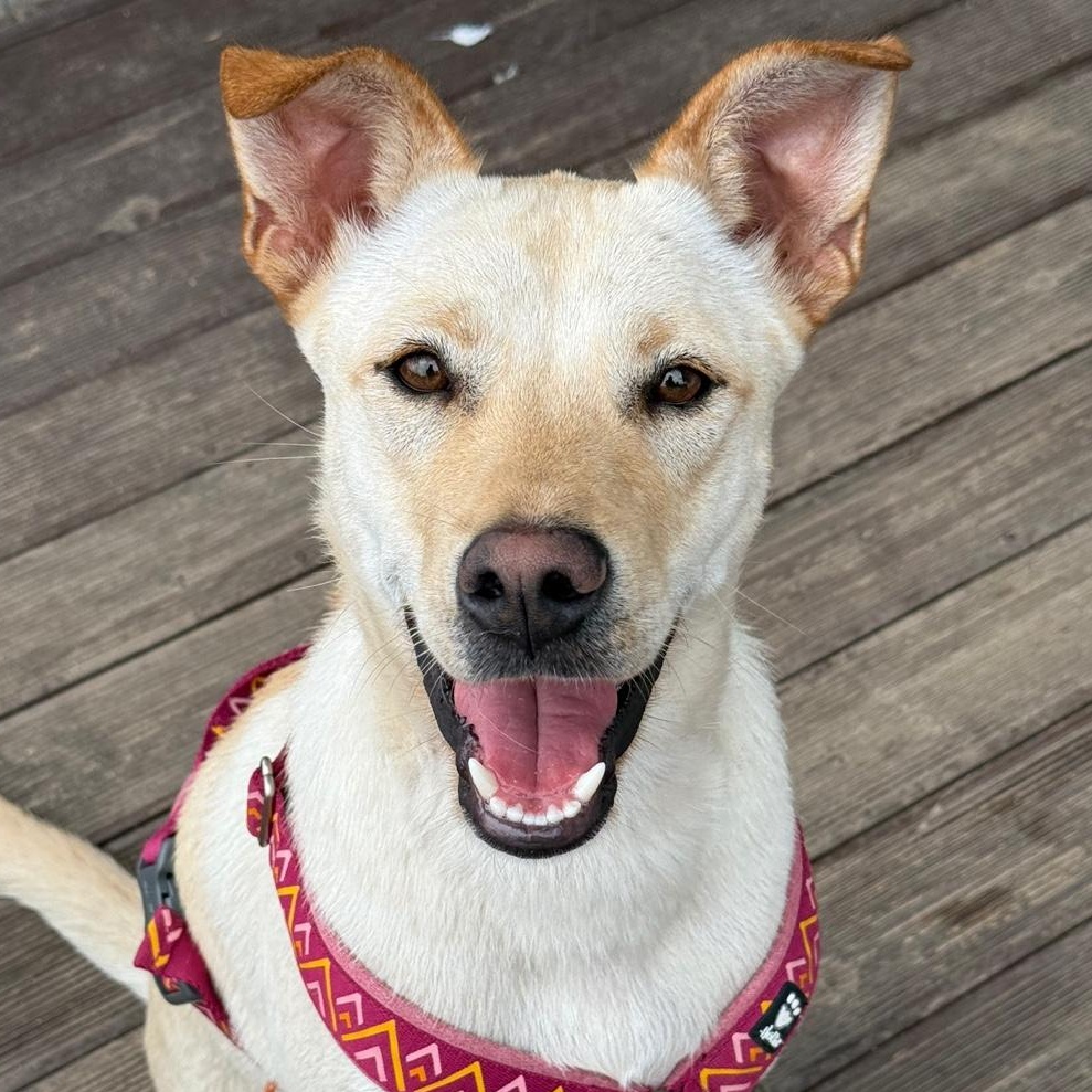 MARIO, Adoptable, Young Male Jindo.