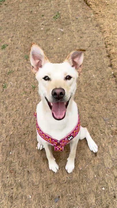 Enlarge MARIO, a Adoptable mixed breed in Duluth, GA video 6/6