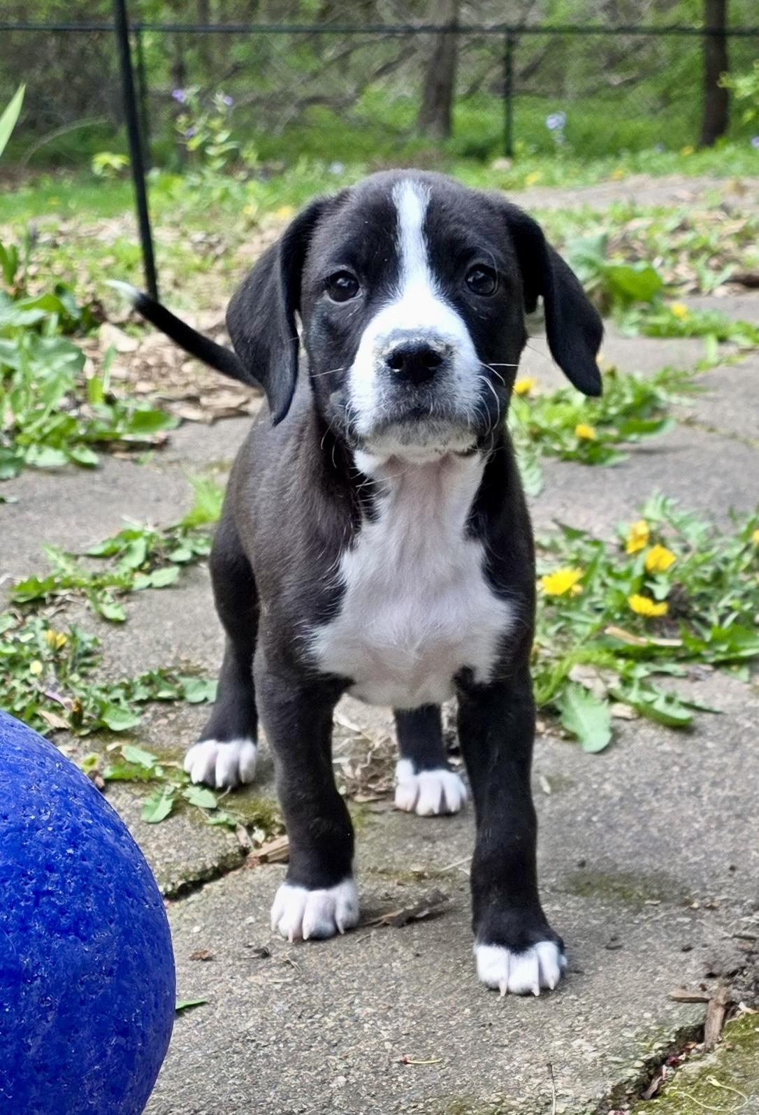 Cricket, ADOPTABLE, Puppy Female Hound & Terrier.
