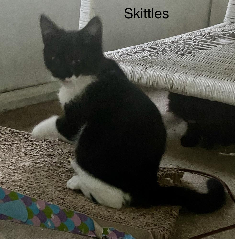 Enlarge Skittles, a Adoptable Domestic Short Hair in Safety Harbor, FL image 1/1