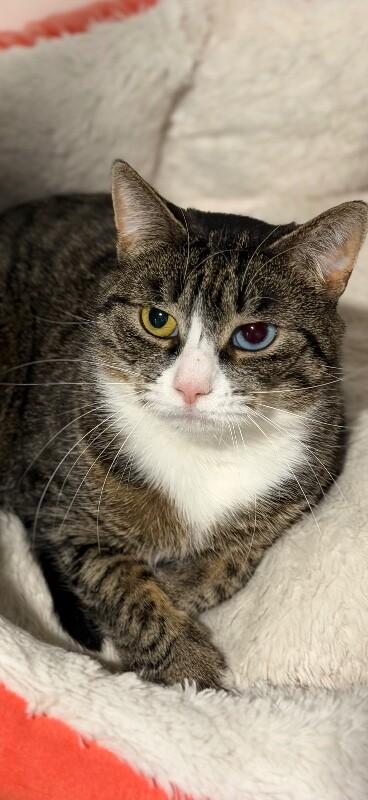 Blue — thumbnail 5