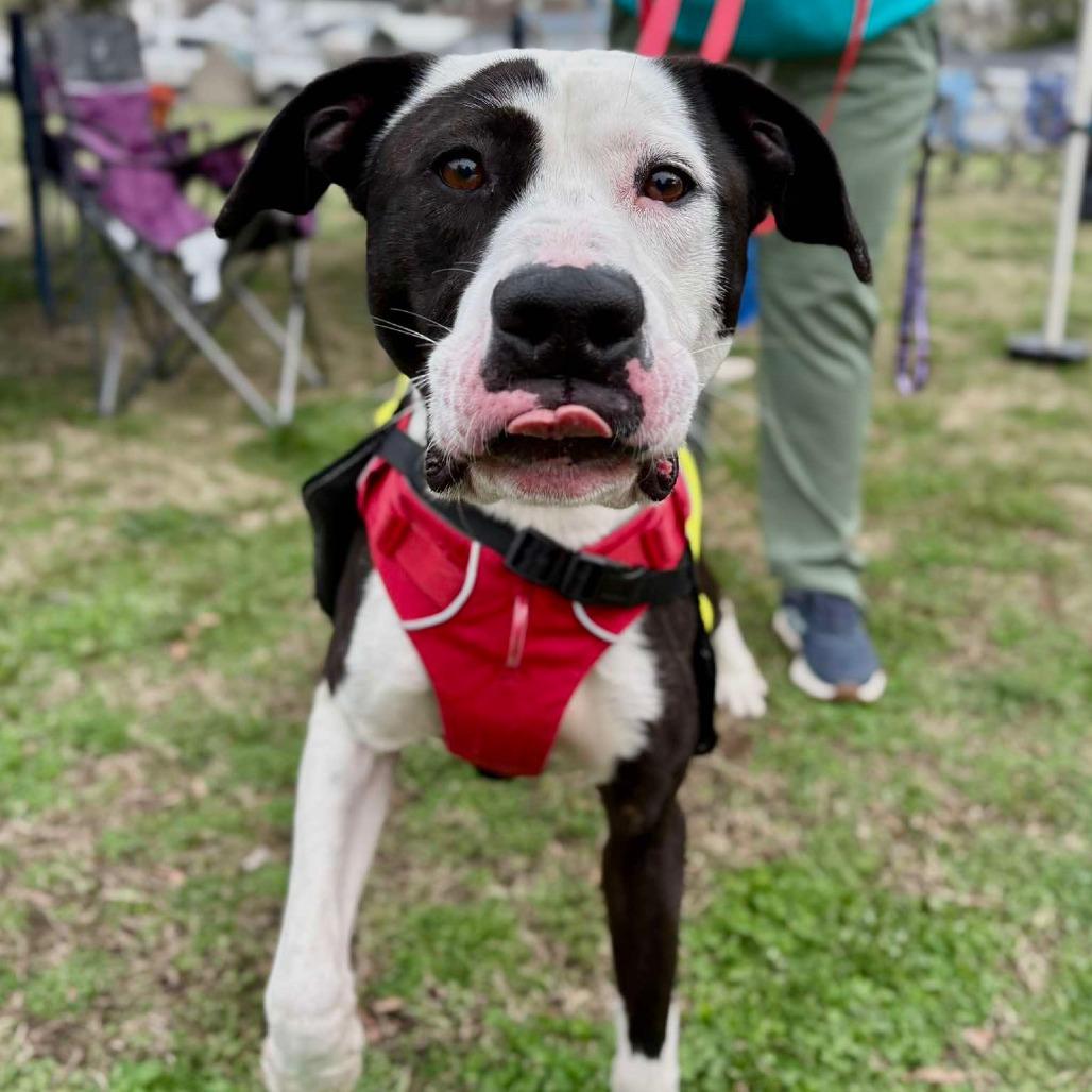 Goofy Boy, a Adoptable Mixed Breed in Gloucester, VA image 1/6