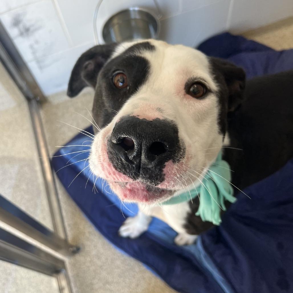 Goofy Boy, a Adoptable Mixed Breed in Gloucester, VA image 2/6