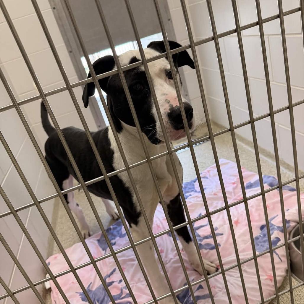 Goofy Boy, a Adoptable Mixed Breed in Gloucester, VA image 3/6