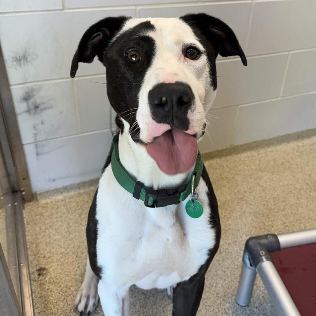 Goofy Boy, a Adoptable Mixed Breed in Gloucester, VA image 4/6