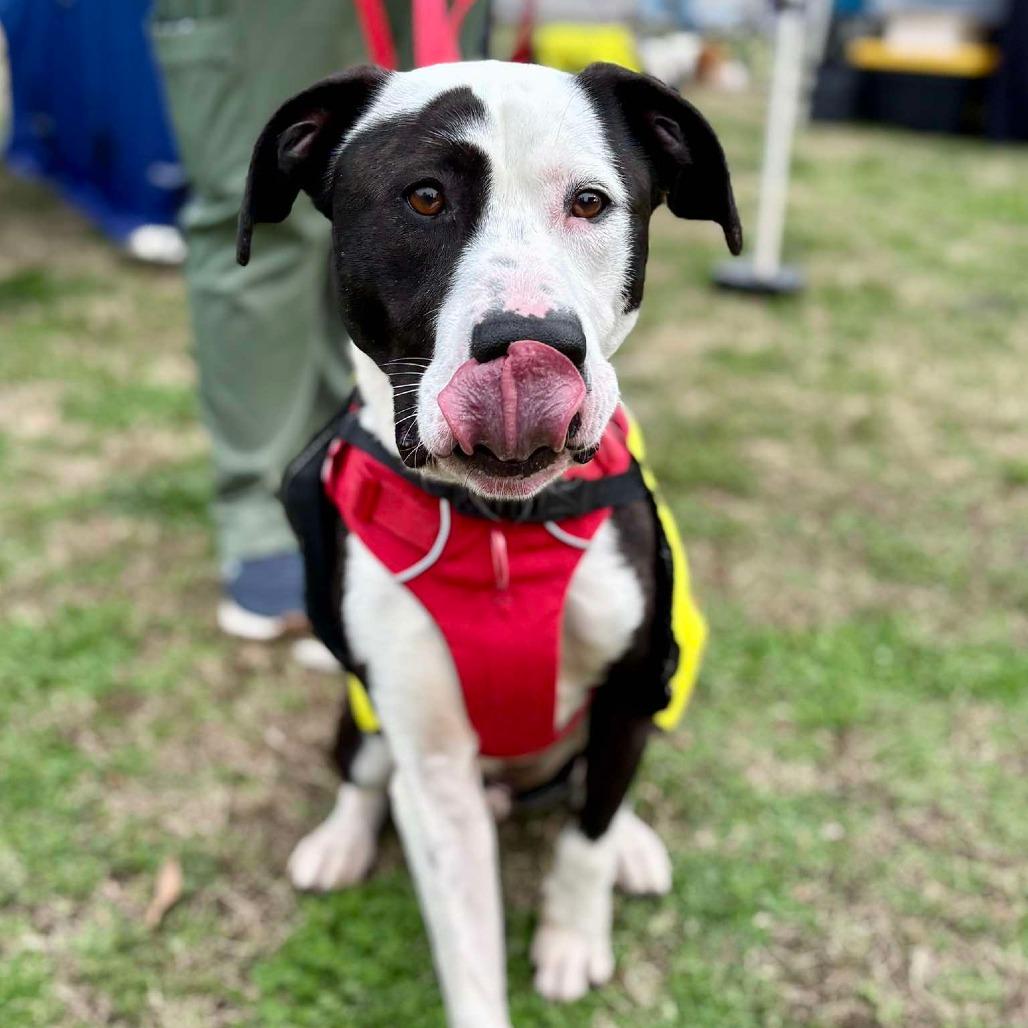 Goofy Boy, a Adoptable Mixed Breed in Gloucester, VA image 5/6