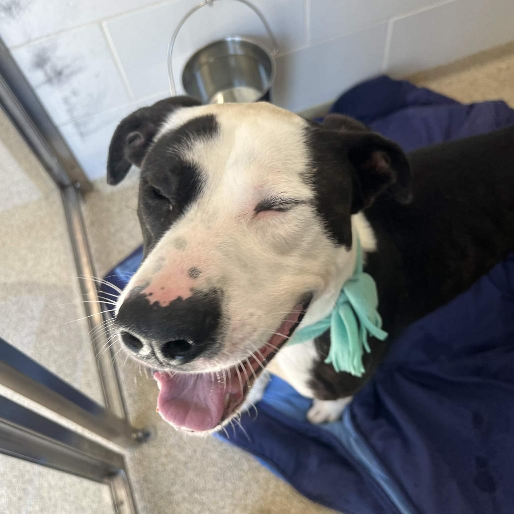 Goofy Boy, a Adoptable Mixed Breed in Gloucester, VA image 6/6