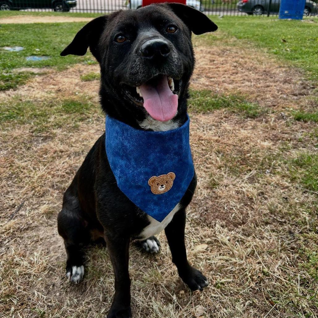 Mike, a Adoptable mixed breed in Pittsburgh, PA image 1/6