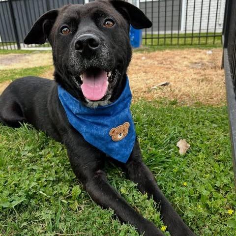 Mike, a Adoptable mixed breed in Pittsburgh, PA image 2/6