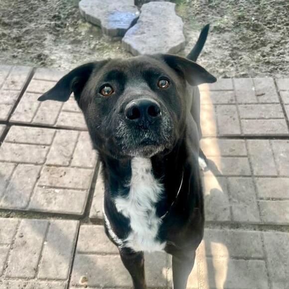 Mike, a Adoptable mixed breed in Pittsburgh, PA image 4/6
