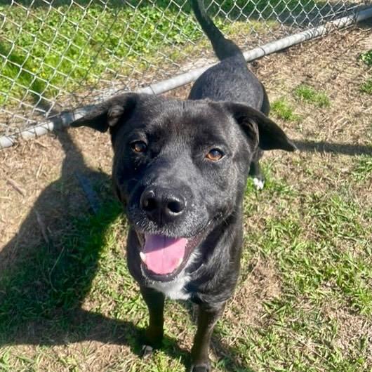 Mike, a Adoptable mixed breed in Pittsburgh, PA image 5/6
