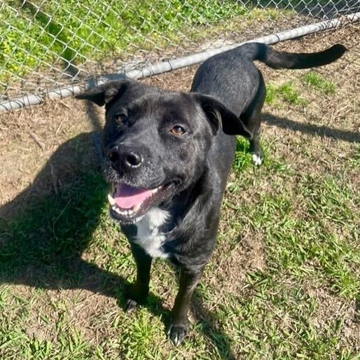Mike, a Adoptable mixed breed in Pittsburgh, PA image 6/6