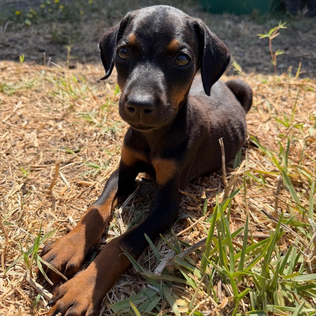 Rory, Adoptable, Puppy Female Doberman Pinscher.