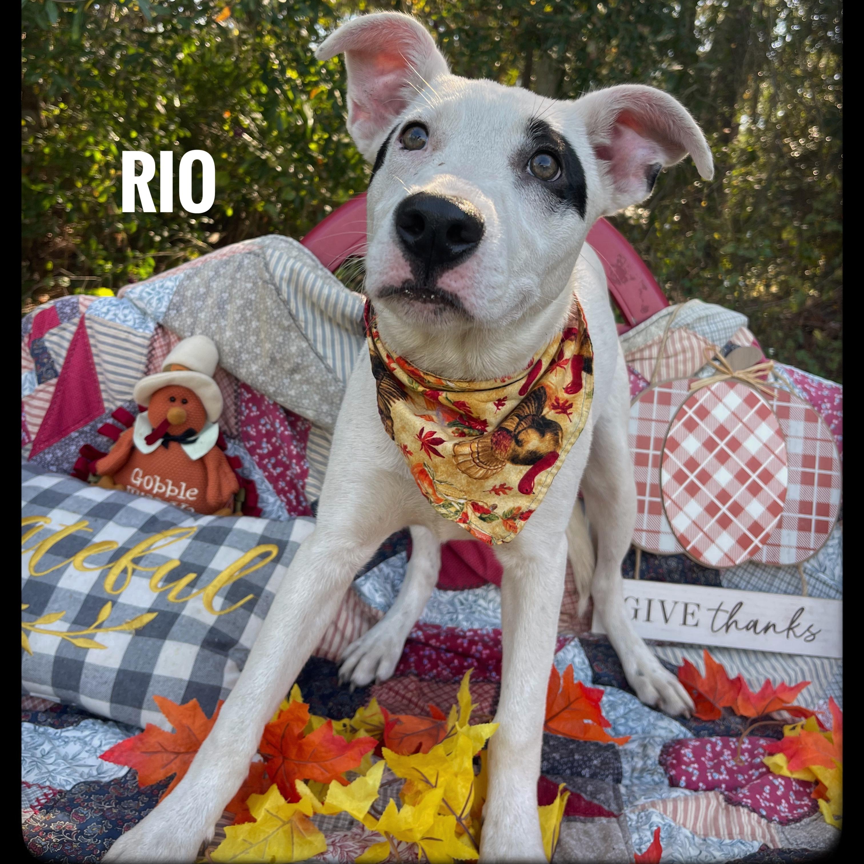 Rio