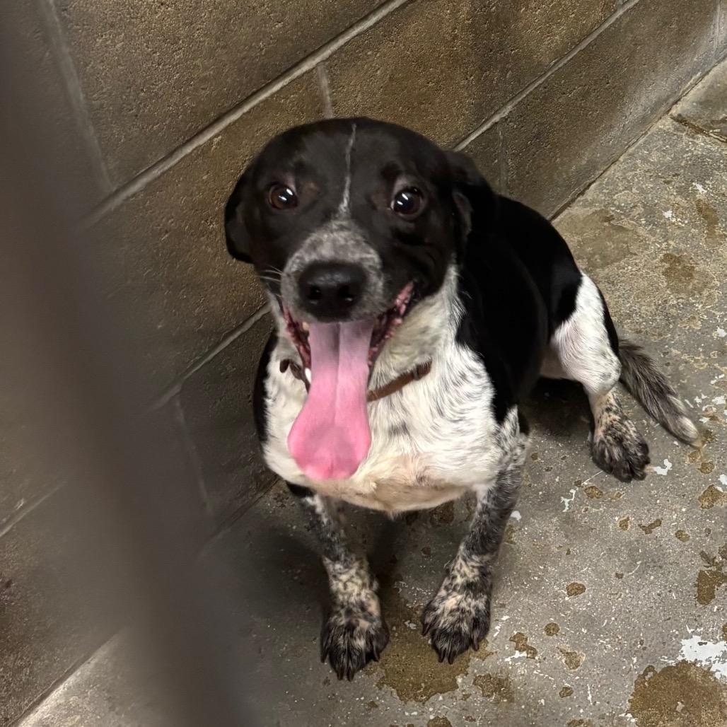 Axle, Adoptable, Adult Male Beagle & Australian Cattle Dog / Blue Heeler.
