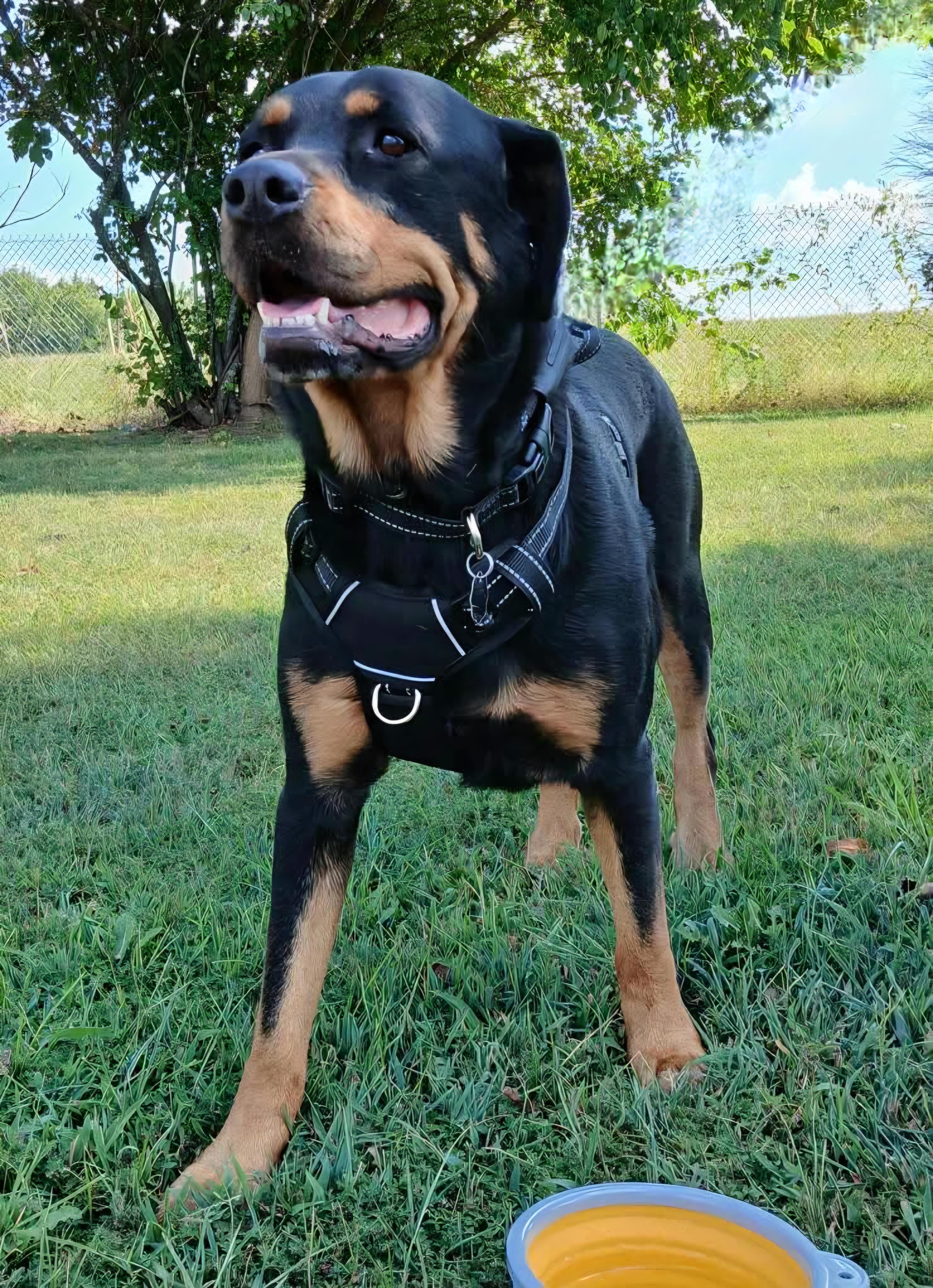 Enlarge Simone, a Adoptable mixed breed in New Bern, NC image 1/6