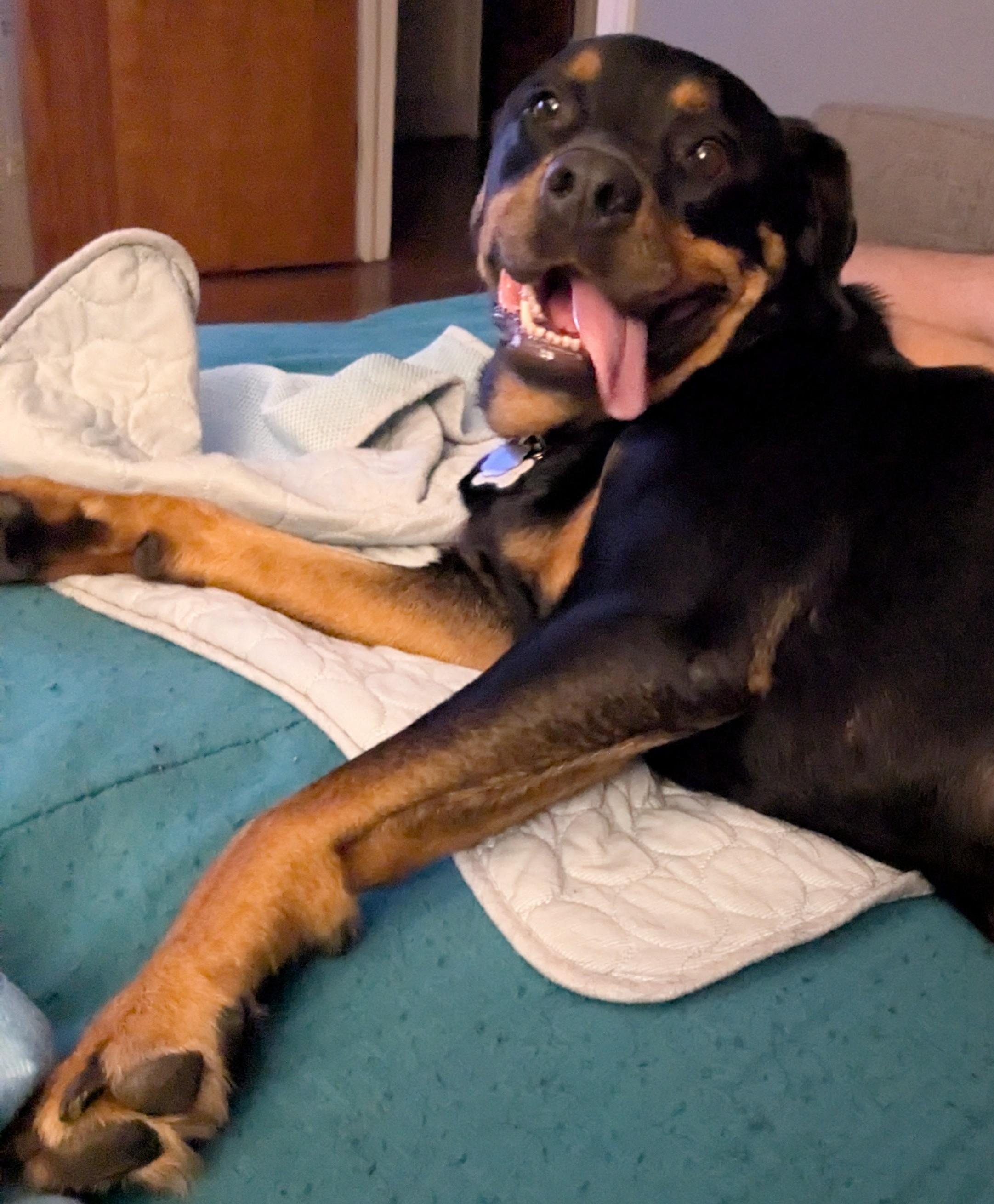 Enlarge Simone, a Adoptable mixed breed in New Bern, NC image 3/6