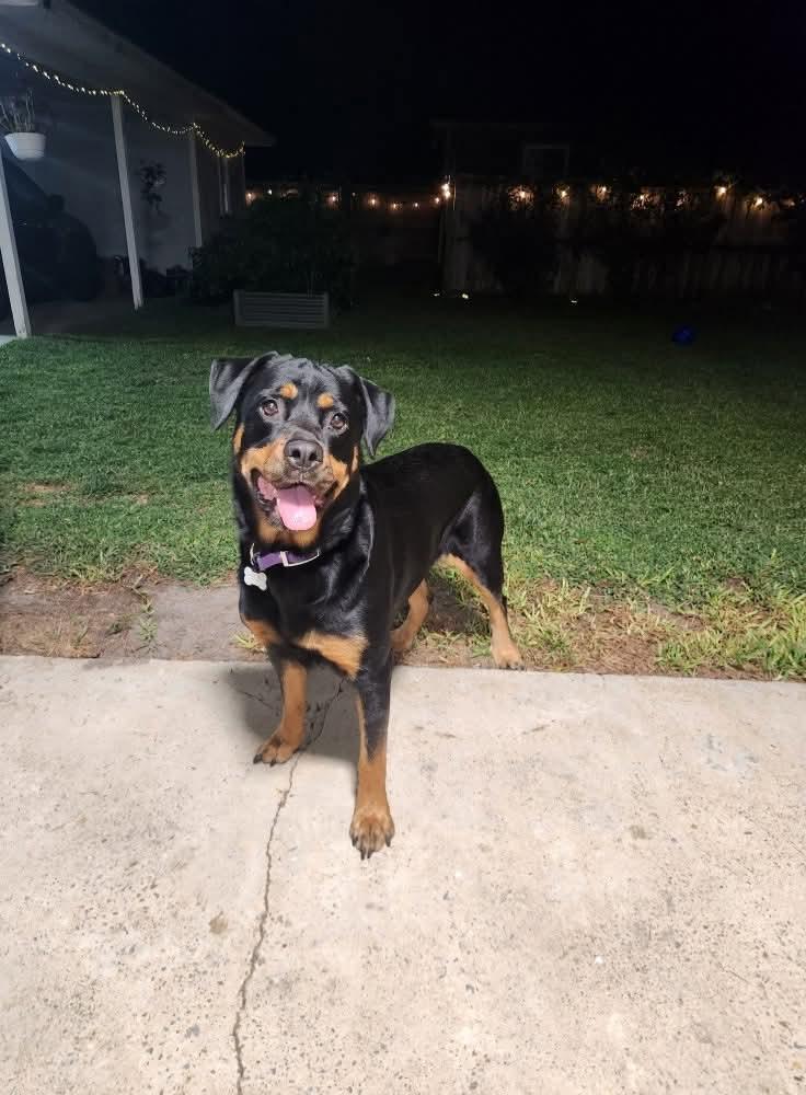 Enlarge Simone, a Adoptable mixed breed in New Bern, NC image 6/6