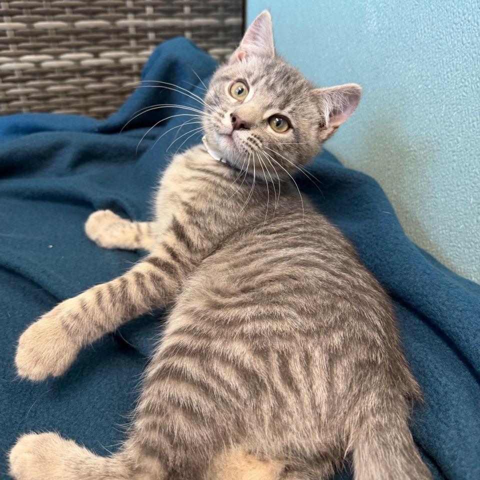 Dustin, Adoptable, Kitten Male Domestic Short Hair.