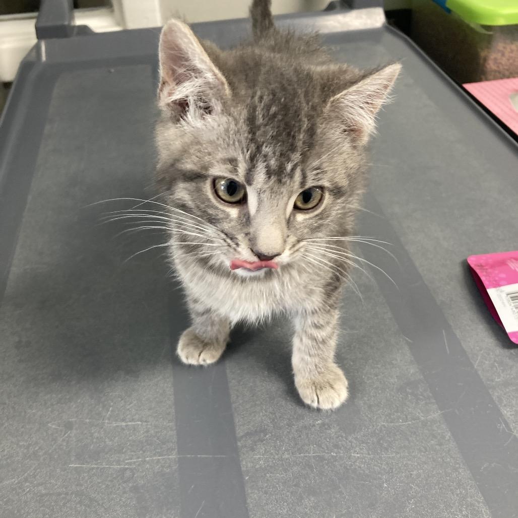 Dustin, a Adoptable Domestic Short Hair in Attica, NY image 2/2