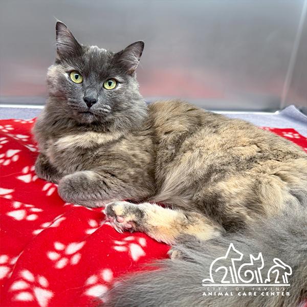 Enlarge AUTUMN, a Adoptable Domestic Medium Hair in Irvine, CA image 1/1