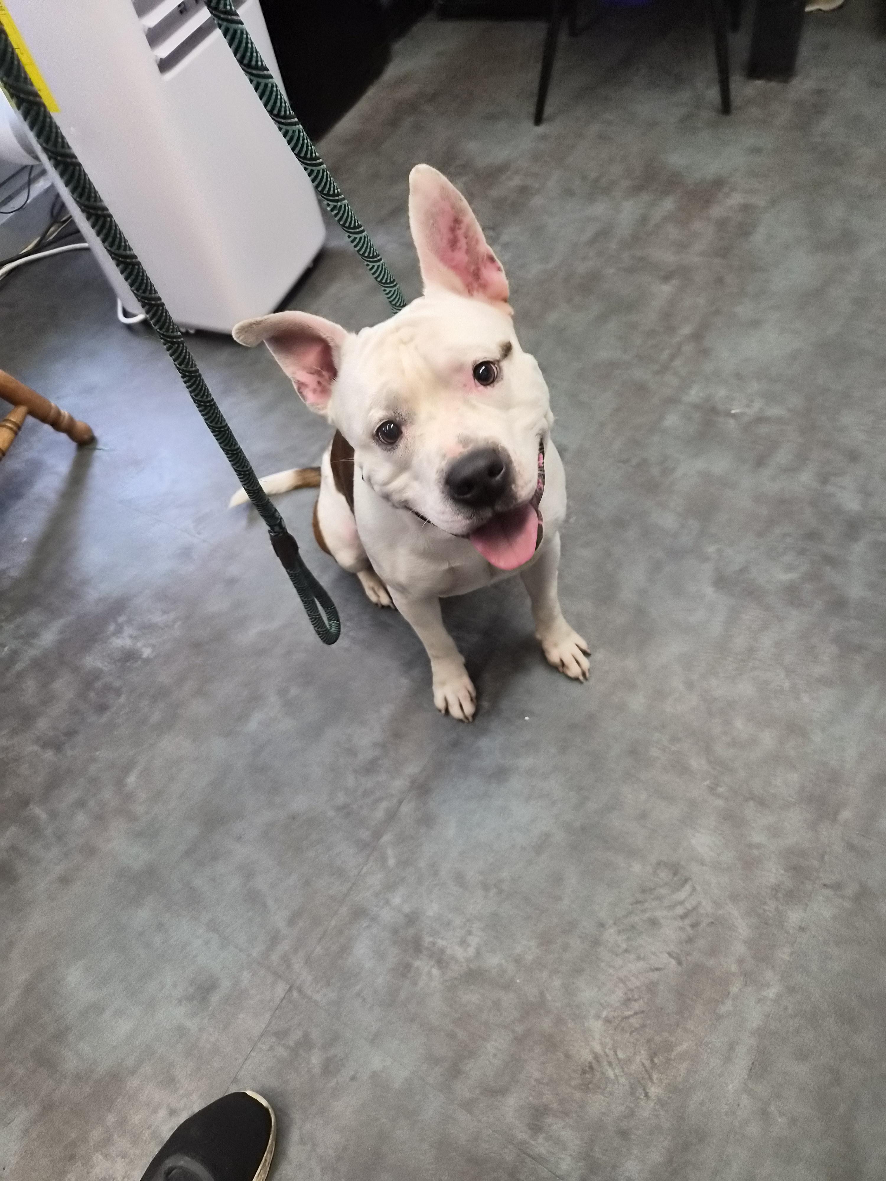 Enlarge Cow, a Adoptable Pit Bull Terrier in Hermitage, PA image 1/1