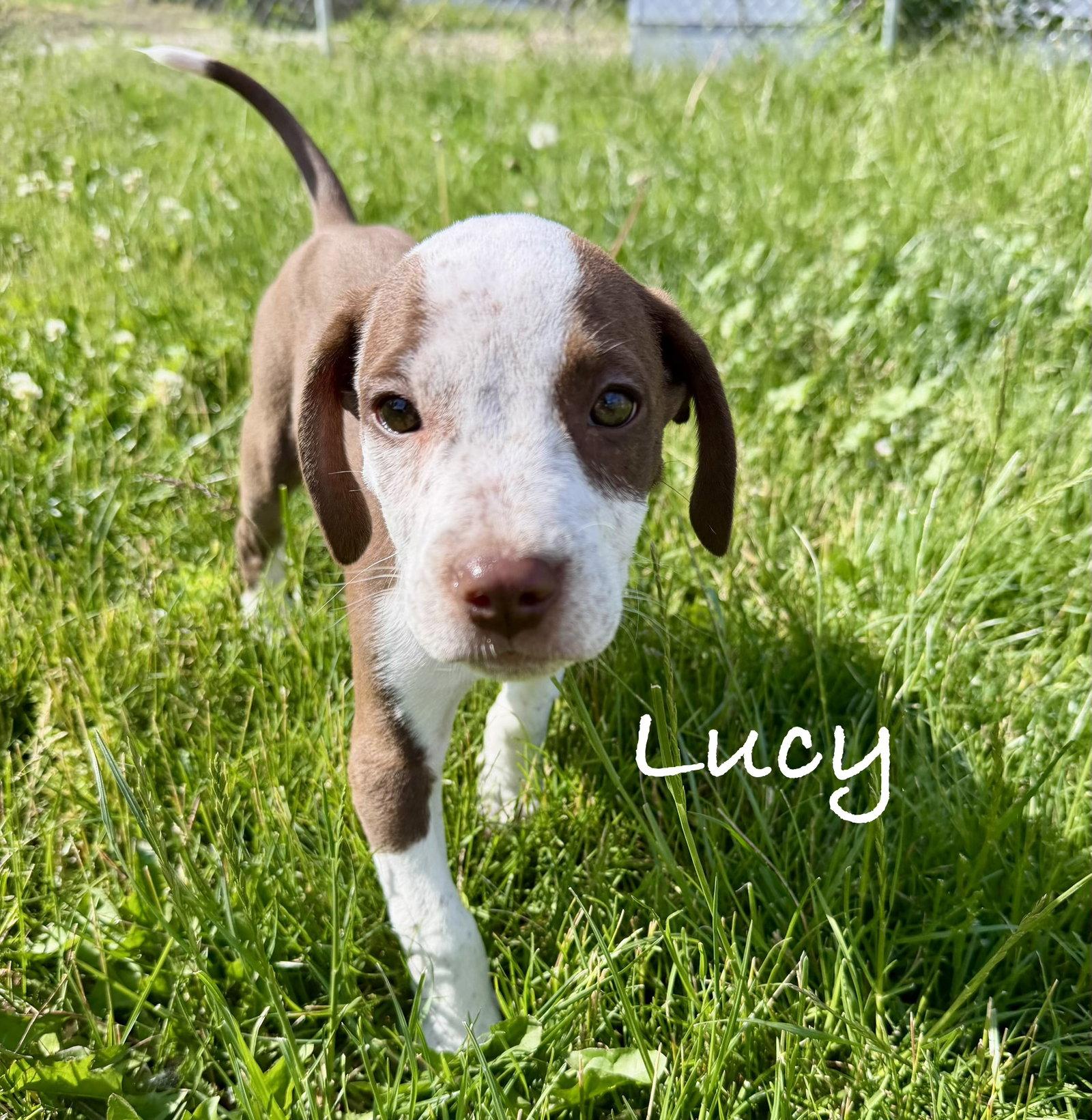 Lucy, Adopted, Puppy Female Coonhound.