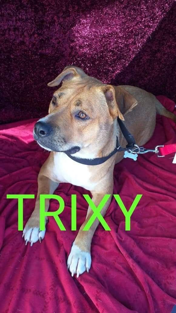 Trixie photo 3