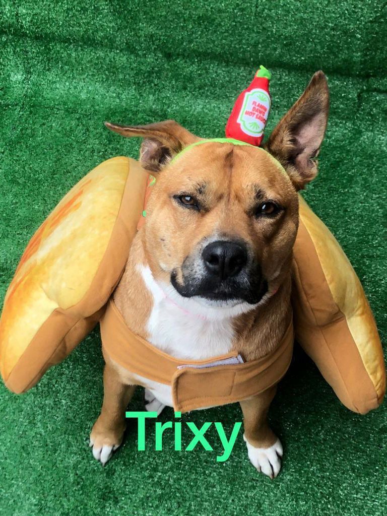 Trixie photo 1