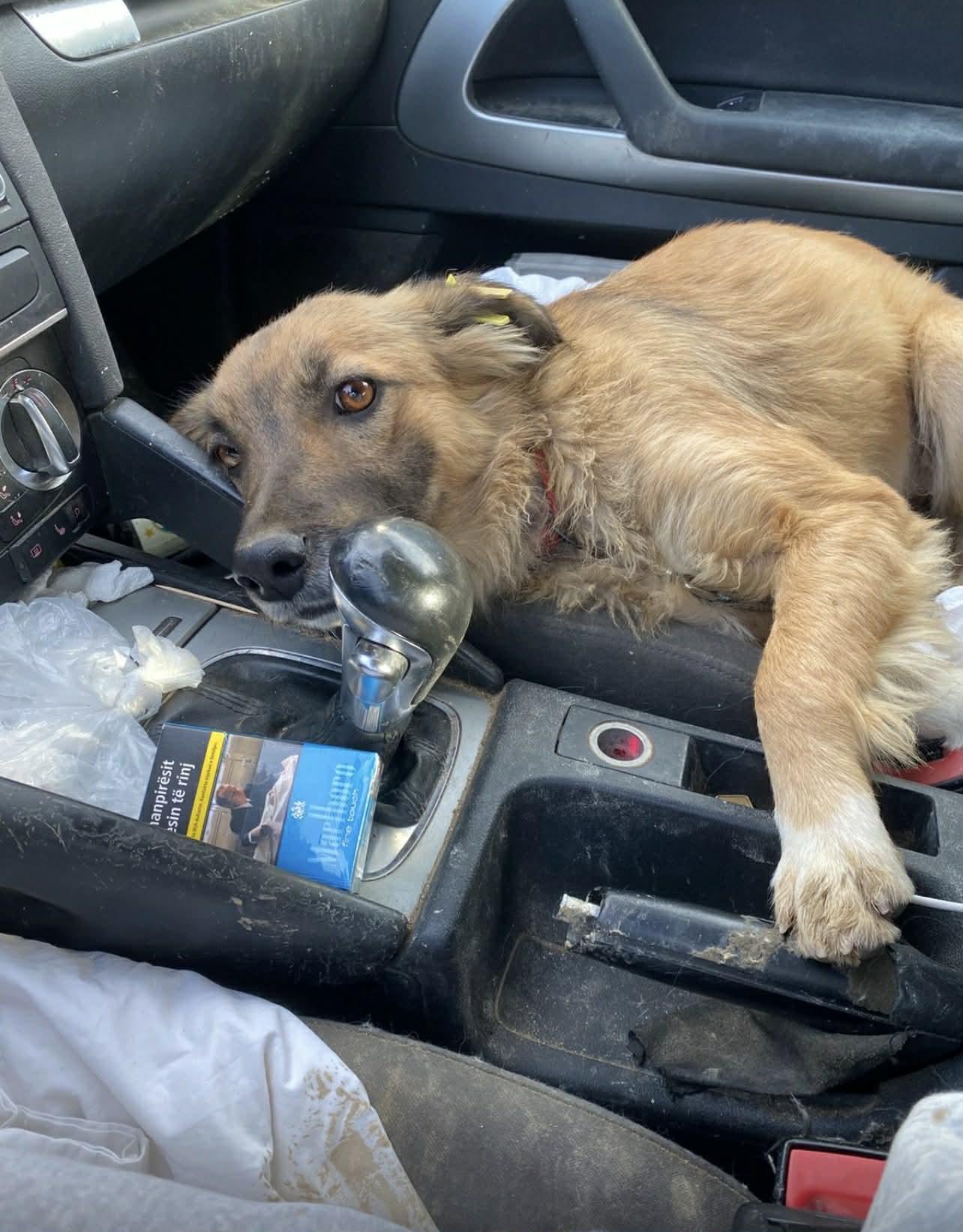 Enlarge Ginger, an adopted mixed breed in New York, NY image 5/6