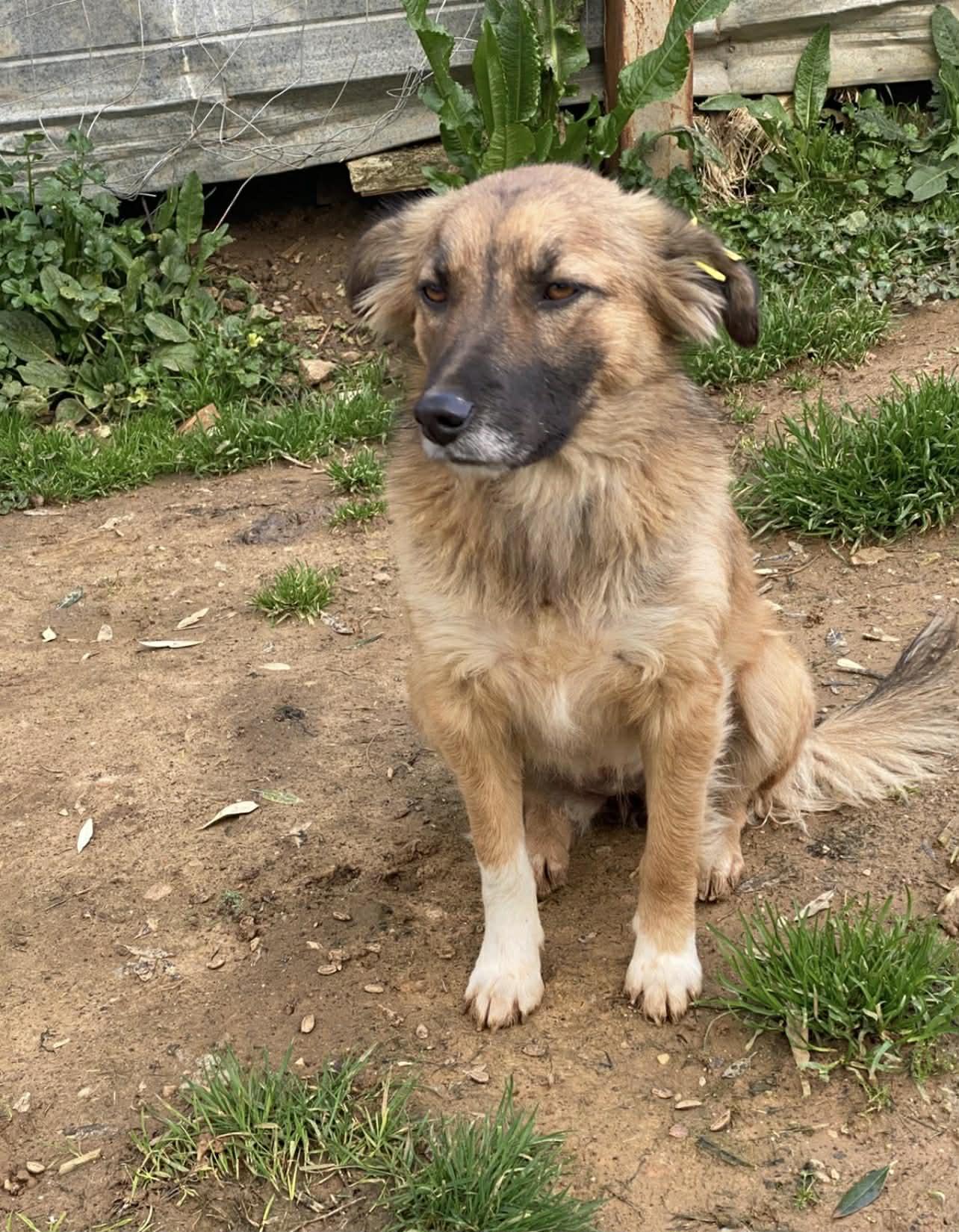 Enlarge Ginger, an adopted mixed breed in New York, NY image 1/6